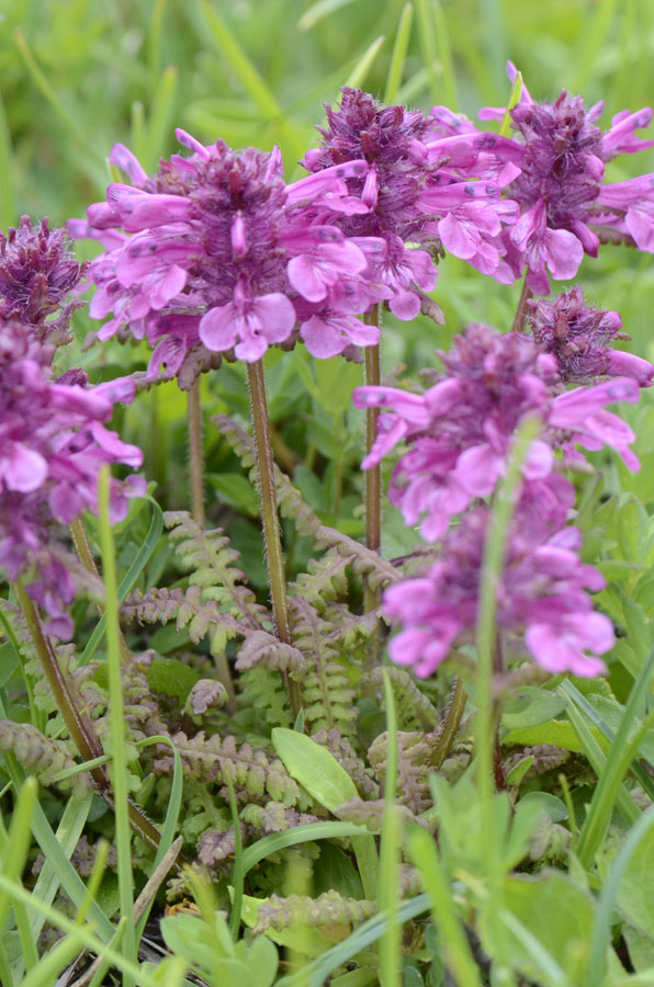 Pedicularis verticillata / Pedicolare a foglie verticillate